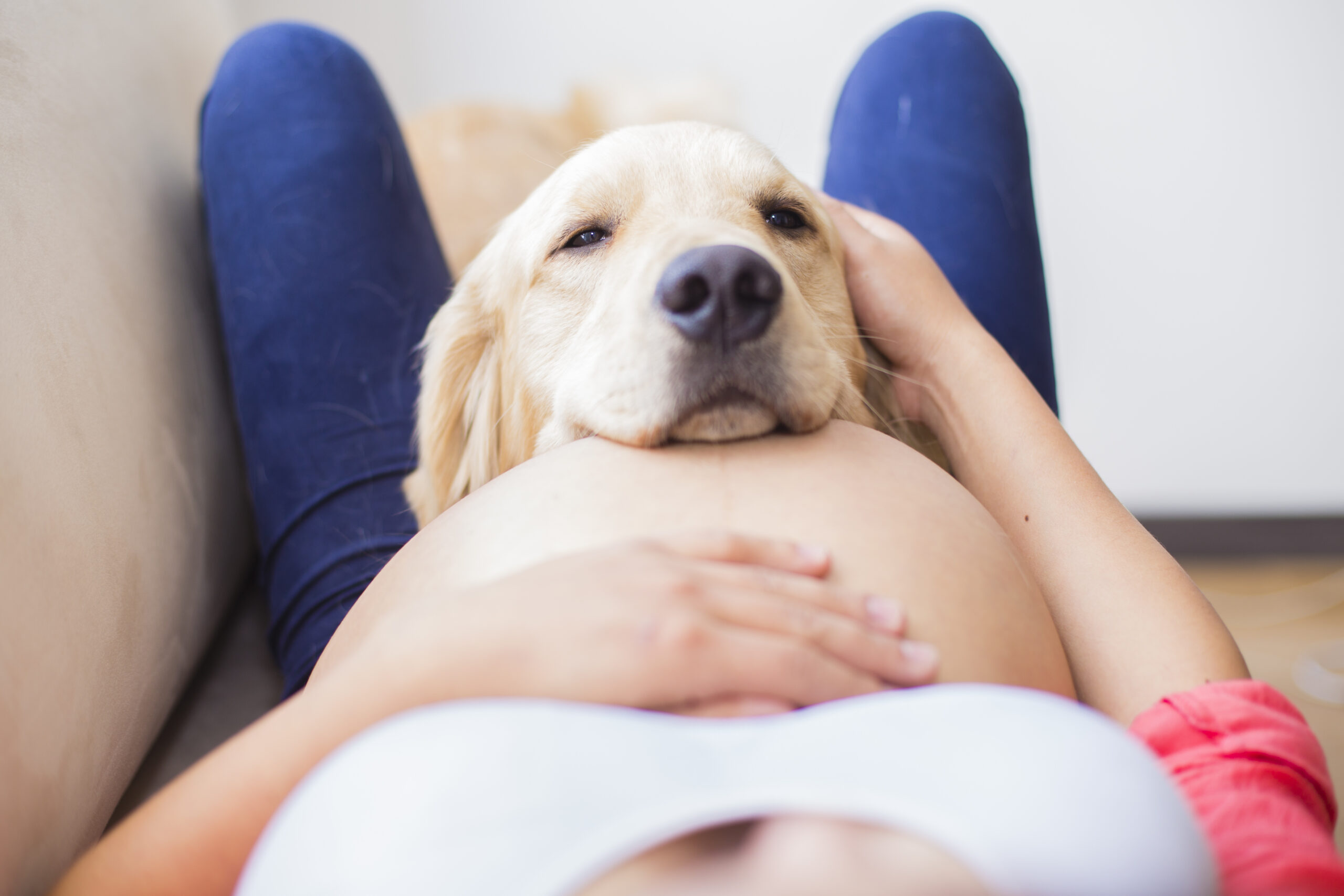Εγκυμοσύνη και κατοικίδιο – Είναι ασφαλές να έρχομαι σε επαφή μαζί του