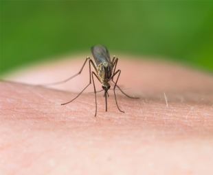 Φυσικές λύσεις για τα κουνούπια